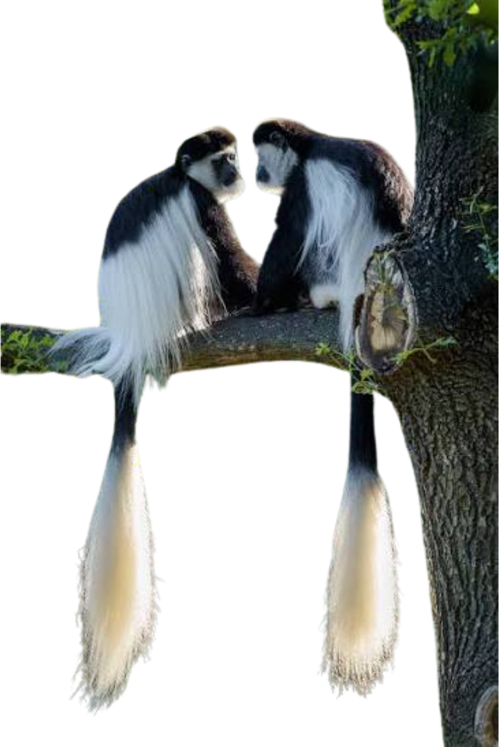 monkey