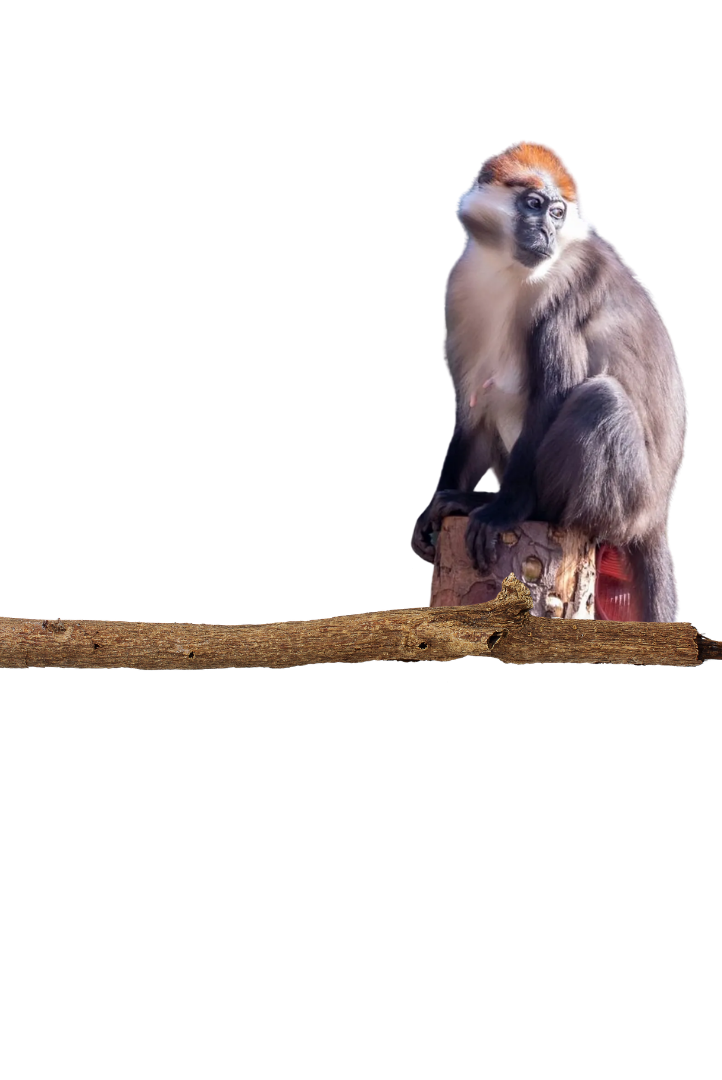monkey